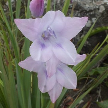 Gladiolus saxatilis (Gladiolus lithicola) - 5 Seed Pack