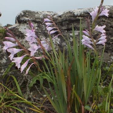 Gladiolus saxatilis (Gladiolus lithicola) - 5 Seed Pack - Image 2