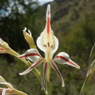 Gladiolus sekukuniensis - 5 Seed Pack
