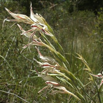 Gladiolus sekukuniensis - 5 Seed Pack - Image 2