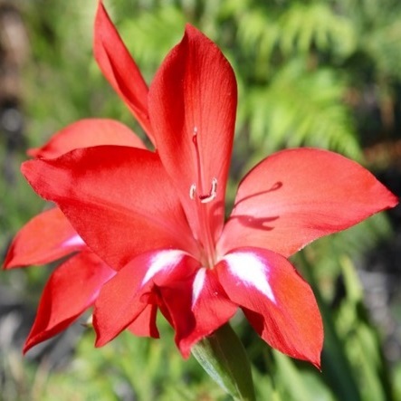 Gladiolus sempervirens - George Flame - 5 Seed Pack