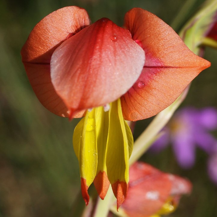 Gladiolus speciosus - 5 Seed Pack