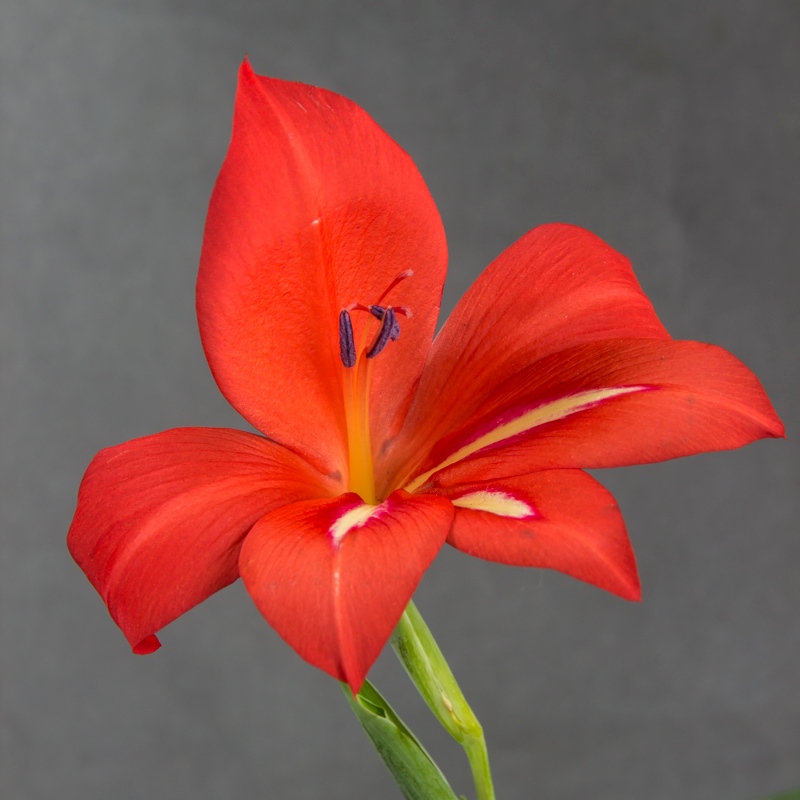 Gladiolus stefaniae - 5 Seed Pack