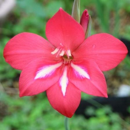 Gladiolus stefaniae - 5 Seed Pack - Image 2