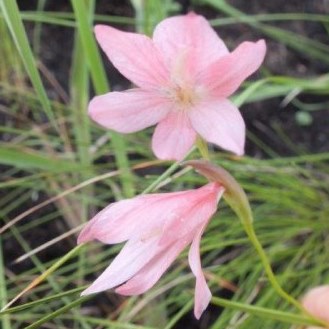 Gladiolus symonsii - 5 Seed Pack