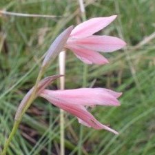 Gladiolus symonsii - 5 Seed Pack - Image 2