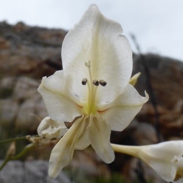 Gladiolus uitenhagensis - 5 Seed Pack