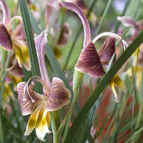Gladiolus uysiae - 5 Seed Pack