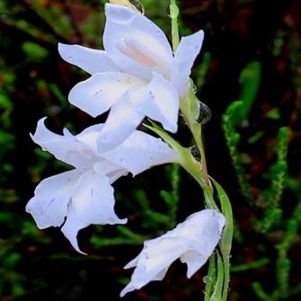 Gladiolus vaginatus - 5 Seed Pack