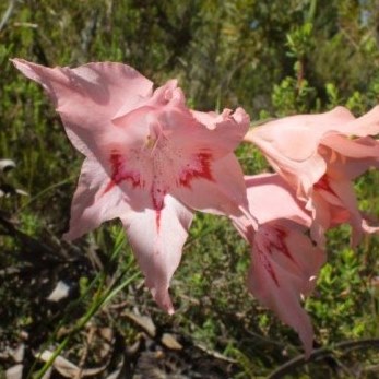 Gladiolus virgatus - Helderberg Painted Lady - 5 Seed Pack