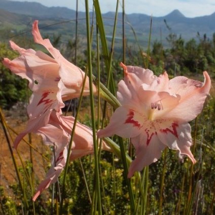 Gladiolus virgatus - Helderberg Painted Lady - 5 Seed Pack - Image 2