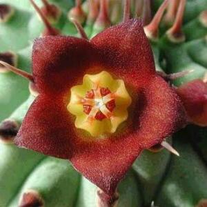 Hoodia officinalis (Hoodia delaetiana) - 5 Seed Pack