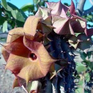 Hoodia parviflora - Ghaap, Bottelboom - 5 Seed Pack