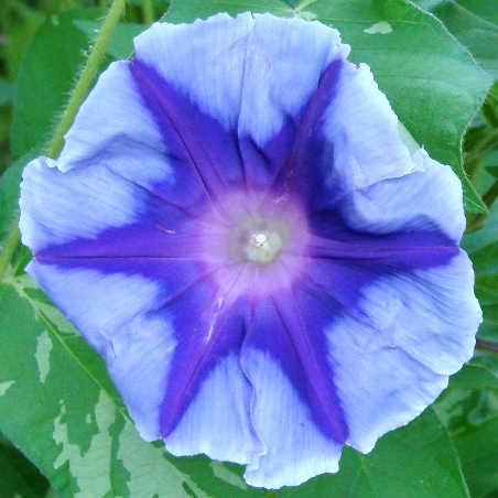 Ipomoea nil Hippie - Hippie Japanese Morning Glory - 5 Seed Pack