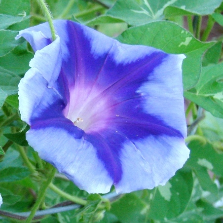 Ipomoea nil Hippie - Hippie Japanese Morning Glory - 5 Seed Pack - Image 2