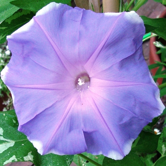 Ipomoea nil ‘Fuji Musume’ Morning Glory - 5 Seed Pack