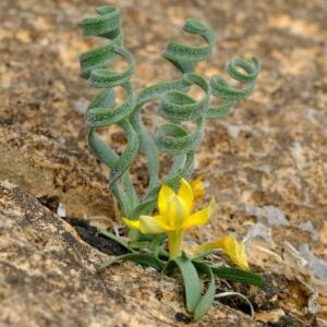 Ixia acaulis - 5 Seed Pack