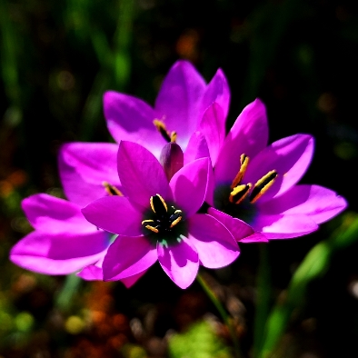 Ixia atrandra - 5 Seed Pack - Image 2