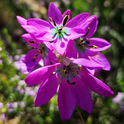 Ixia atrandra - 5 Seed Pack