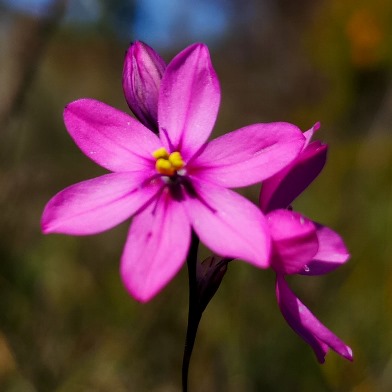 Ixia bifolia - 5 Seed Pack
