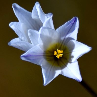 Ixia brunneobractea - 5 Seed Pack