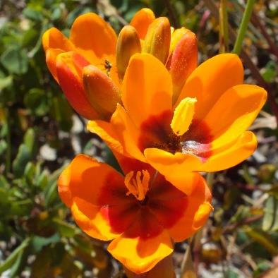 Ixia calendulacea (Ixia maculata var. intermedia) - Sandveld Kalossie - 5 Seed Pack - Image 2