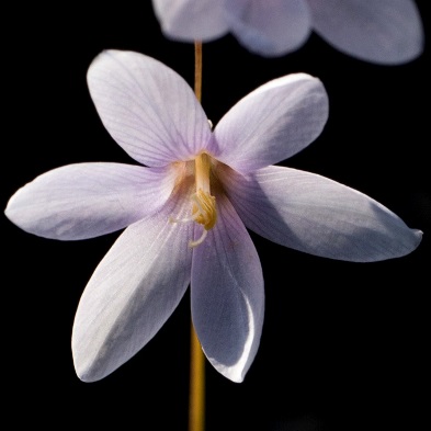 Ixia capillaris - Capillary Kalossie - 5 Seed Pack