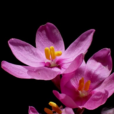 Ixia confusa (Ixia micrandra var. confusa) - Confused Kalossie - 5 Seed Pack