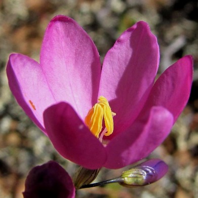 Ixia curvata - Roggeveld Kalossie - 5 Seed Pack - Image 2