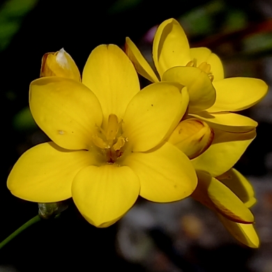 Ixia esterhuyseniae - 5 Seed Pack