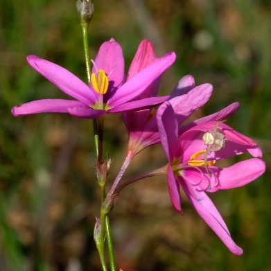 Ixia helmei - 5 Seed Pack