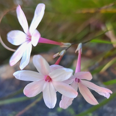 Ixia linderi - 5 Seed Pack