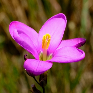 Ixia monticola - 5 Seed Pack