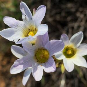 Ixia namaquana (Ixia rapunculoides var. namaquana) - Namaqua Kalossie - 5 Seed Pack