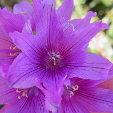 Ixia patens (Gladiolus pyramidalis) - 5 Seed Pack