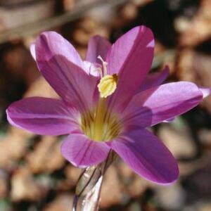 Ixia pauciflora - 5 Seed Pack