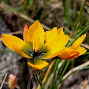 Ixia sarmentosa (Ixia polystachya var. lutea) - Runner Kalossie - 5 Seed Pack