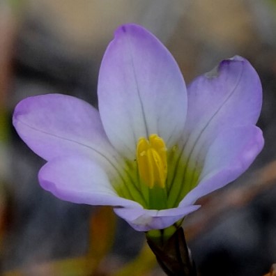 Ixia saundersiana - 5 Seed Pack