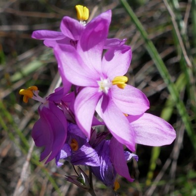 Ixia simulans - 5 Seed Pack - Image 2