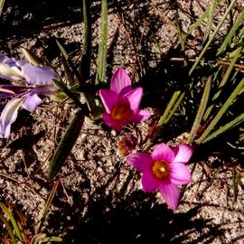 Romulea albomarginata - 5 Seed Pack