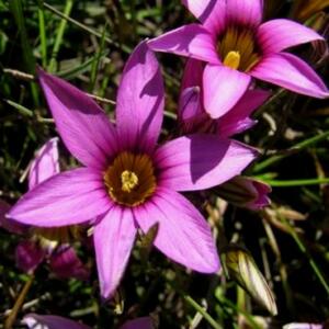 Romulea cruciata var. cruciata - Froetang, Knikker - 5 Seed Pack