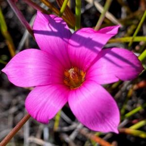 Romulea dichotoma - 5 Seed Pack