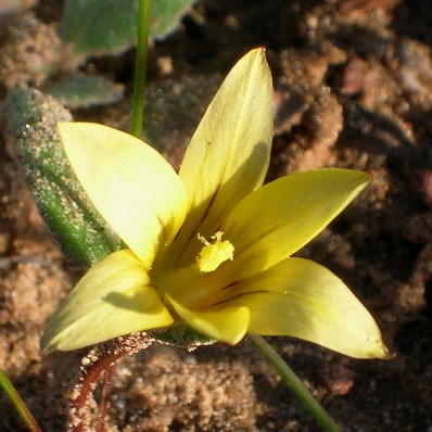 Romulea eburnea - 5 Seed Pack