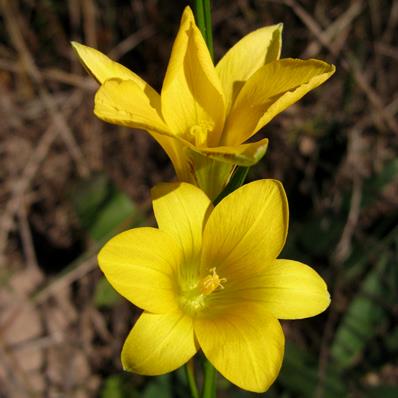 Romulea elliptica - 5 Seed Pack