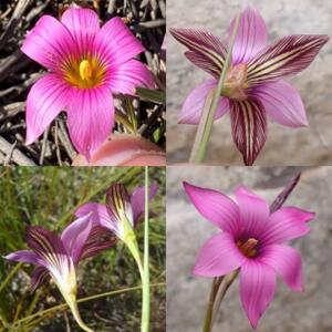 Romulea fibrosa - 5 Seed Pack