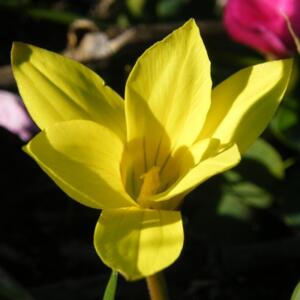 Romulea flava var. minor - Mini Greenbract Froetang - 5 Seed Pack