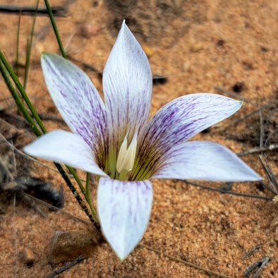 Romulea flexuosa (Romulea attenuata) - 5 Seed Pack