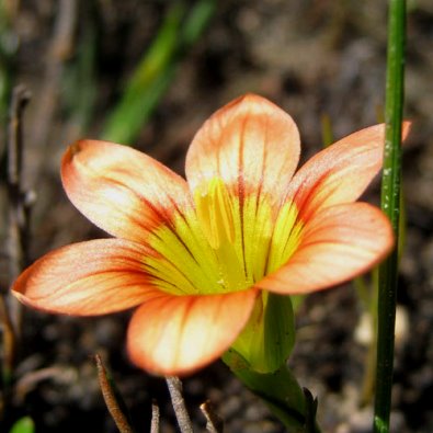 Romulea jugicola - 5 Seed Pack