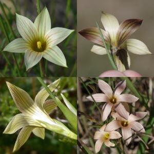 Romulea longipes - 5 Seed Pack