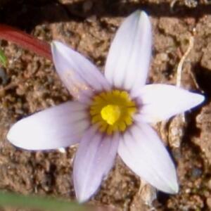 Romulea pratensis - 5 Seed Pack